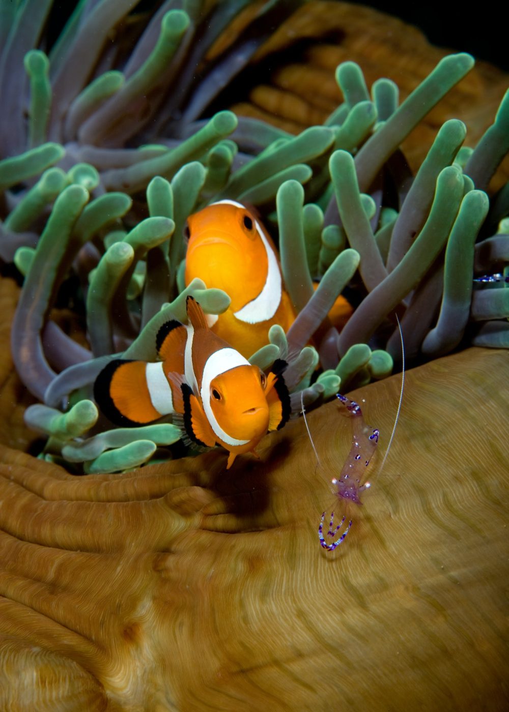anemonefish-in-anemone-.jpg